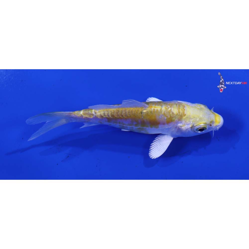 3.5” Imported Doitsu Lemon Hariwake