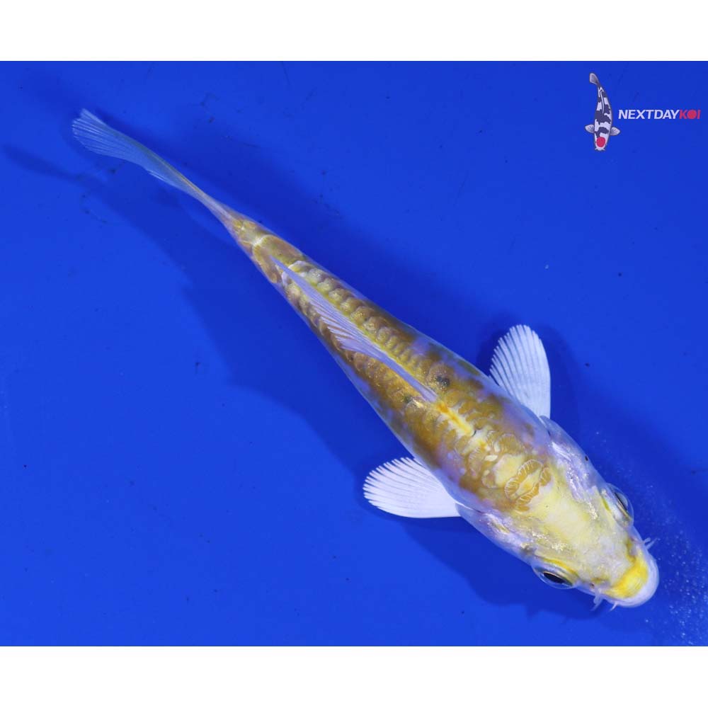 3.5” Imported Doitsu Lemon Hariwake