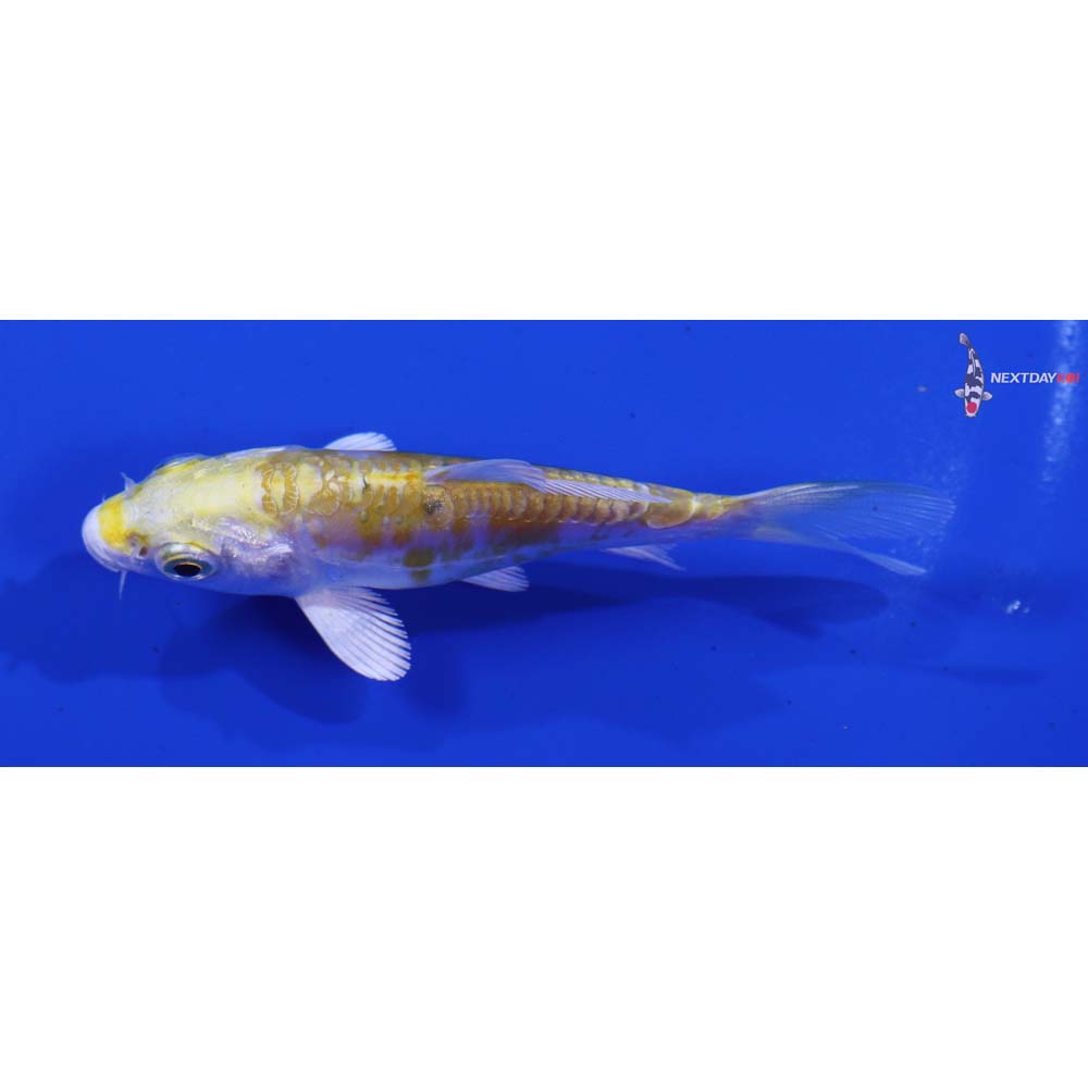 3.5” Imported Doitsu Lemon Hariwake