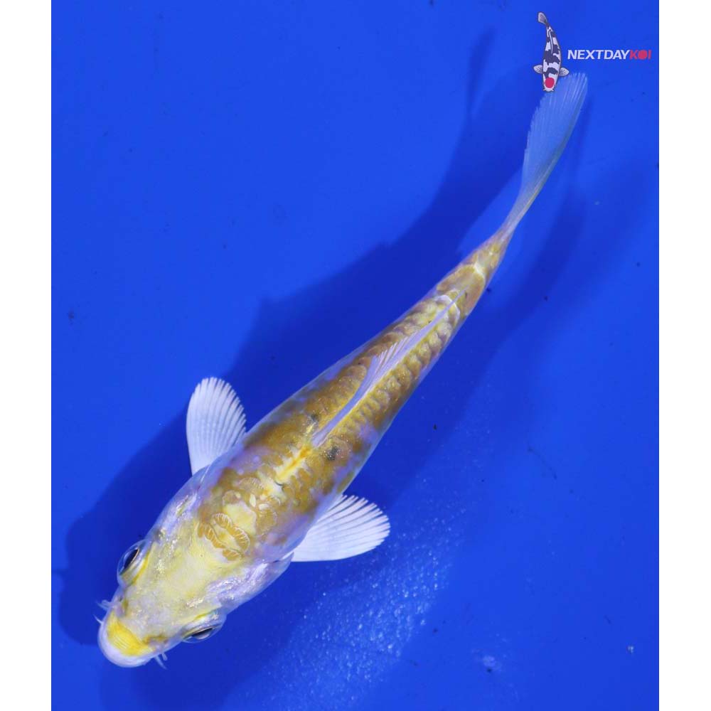 3.5” Imported Doitsu Lemon Hariwake