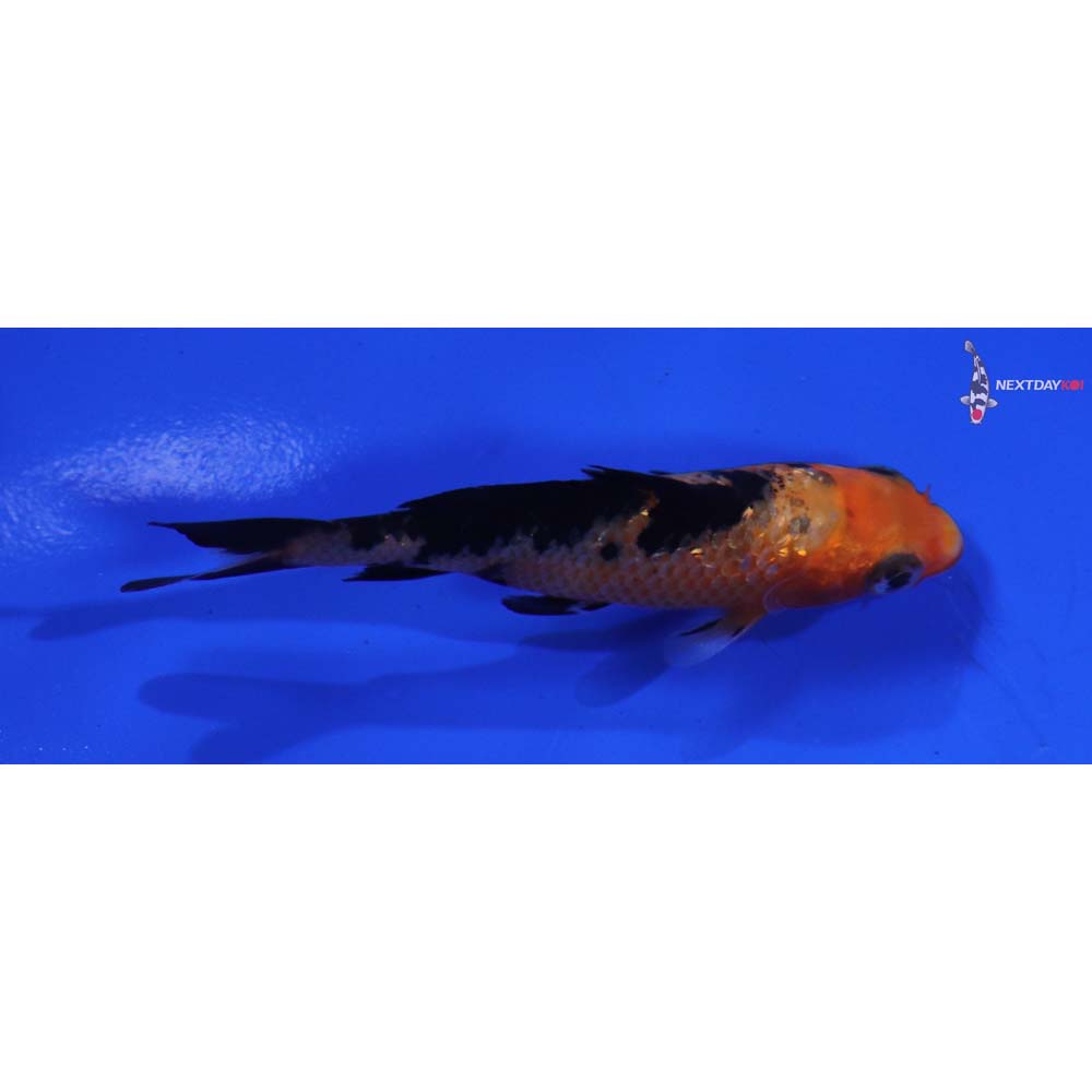 3” Imported Aka Bekko