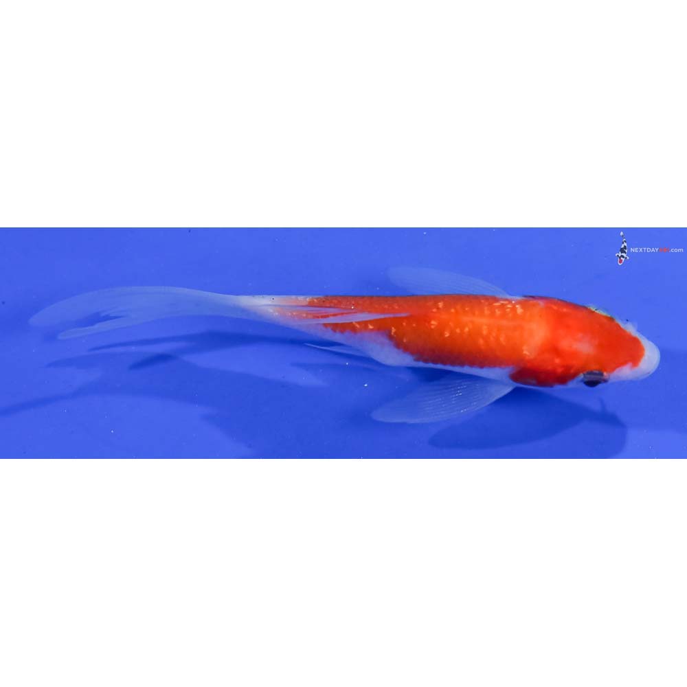 4” Imported Gin Rin Kohaku Butterfly Koi