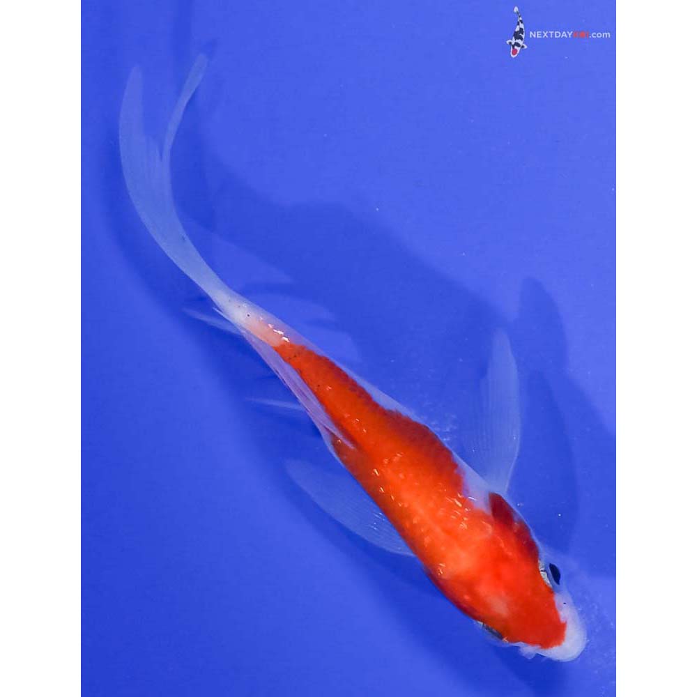 4” Imported Gin Rin Kohaku Butterfly Koi
