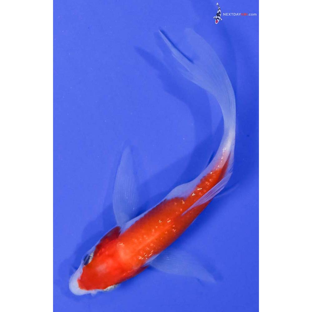 4” Imported Gin Rin Kohaku Butterfly Koi