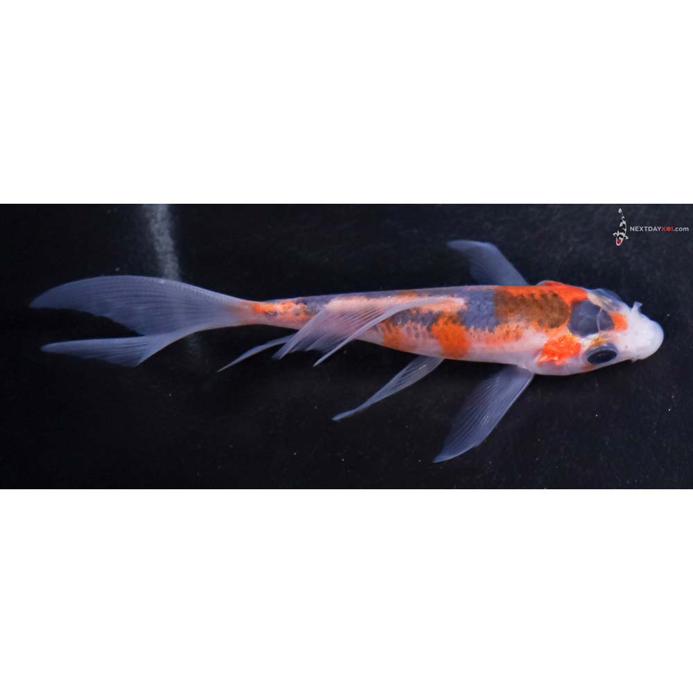 4” Imported Asagi Butterfly Koi