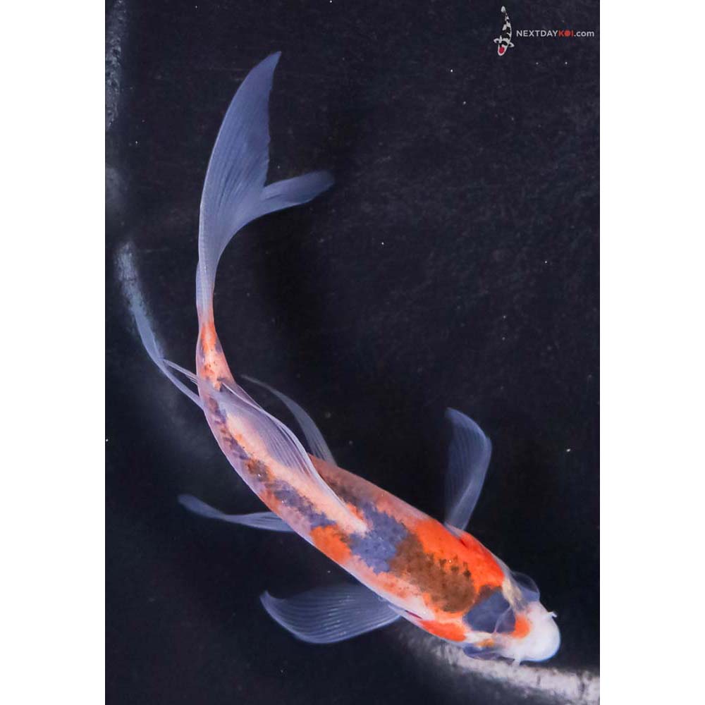 4” Imported Asagi Butterfly Koi