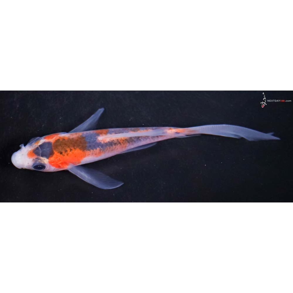 4” Imported Asagi Butterfly Koi