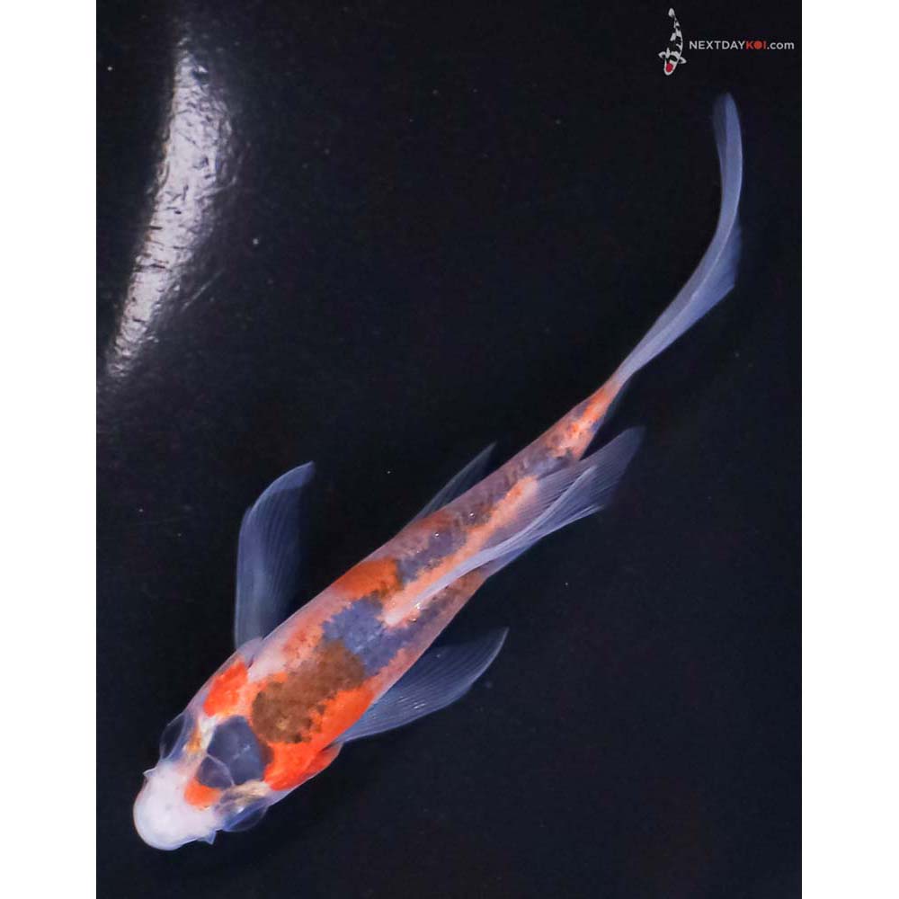 4” Imported Asagi Butterfly Koi