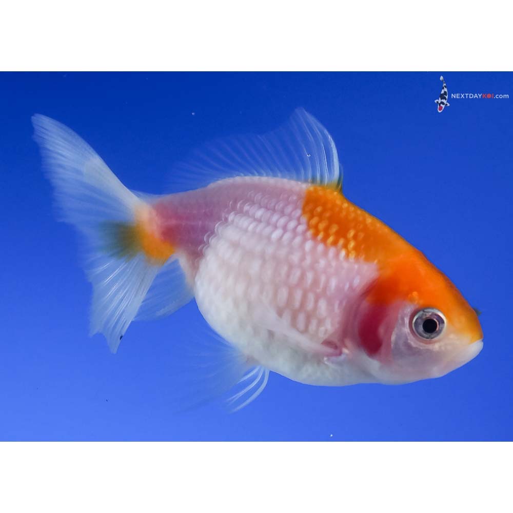 3” Imported Yellow and White Pearlscale