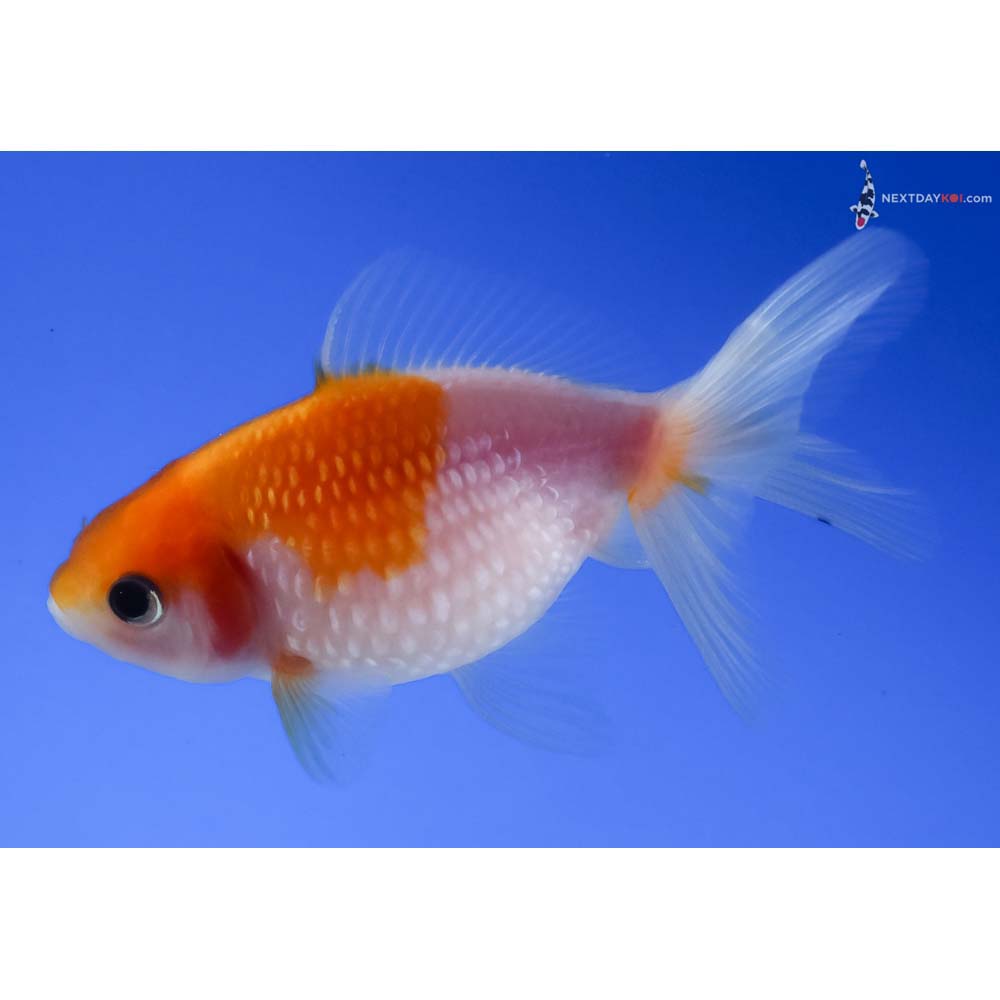 3” Imported Yellow and White Pearlscale