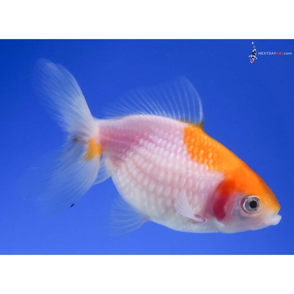 3” Imported Yellow and White Pearlscale