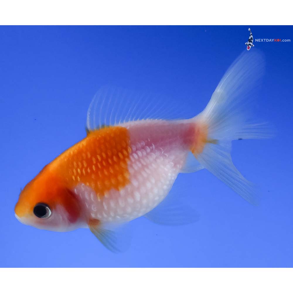 3” Imported Yellow and White Pearlscale