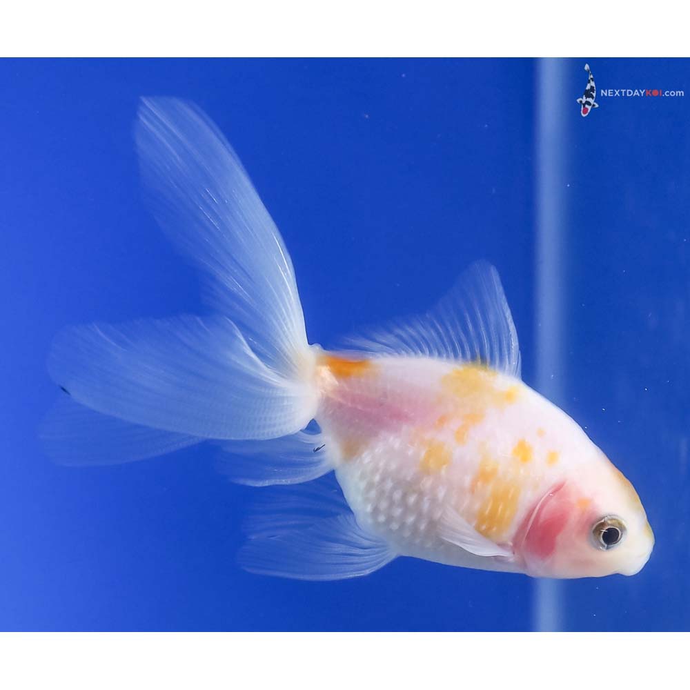 3” Imported Yellow and White Pearlscale