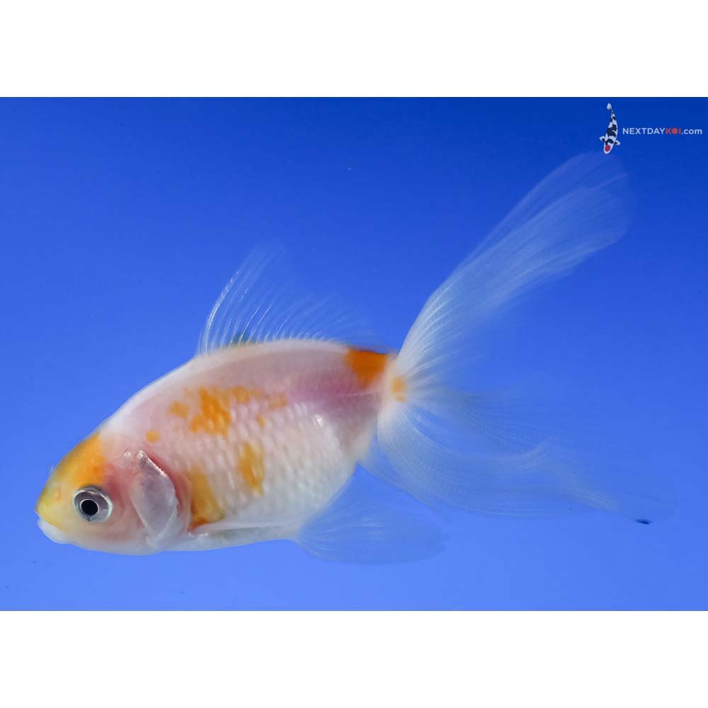 3” Imported Yellow and White Pearlscale