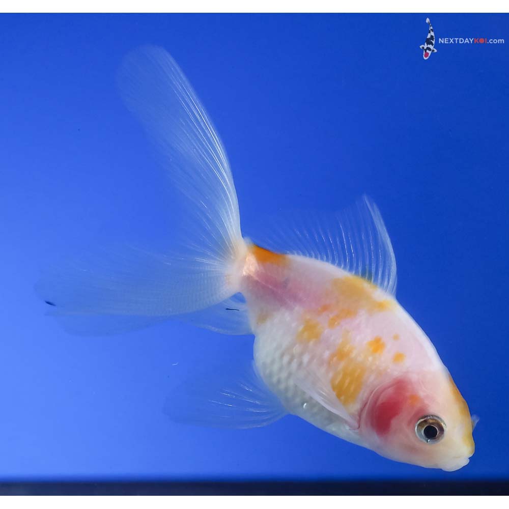 3” Imported Yellow and White Pearlscale