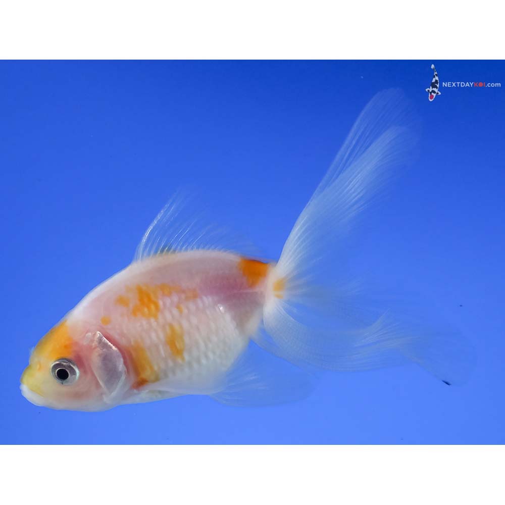 3” Imported Yellow and White Pearlscale