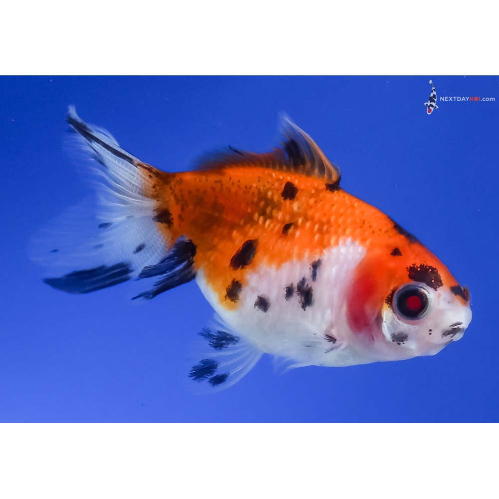2.5” Imported Calico Pearlscale