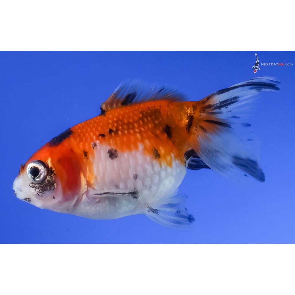 2.5” Imported Calico Pearlscale