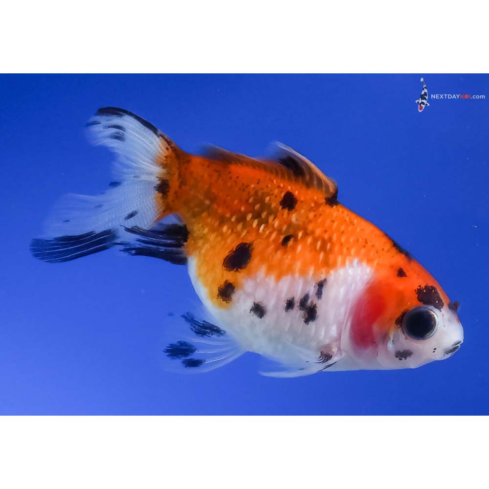 2.5” Imported Calico Pearlscale