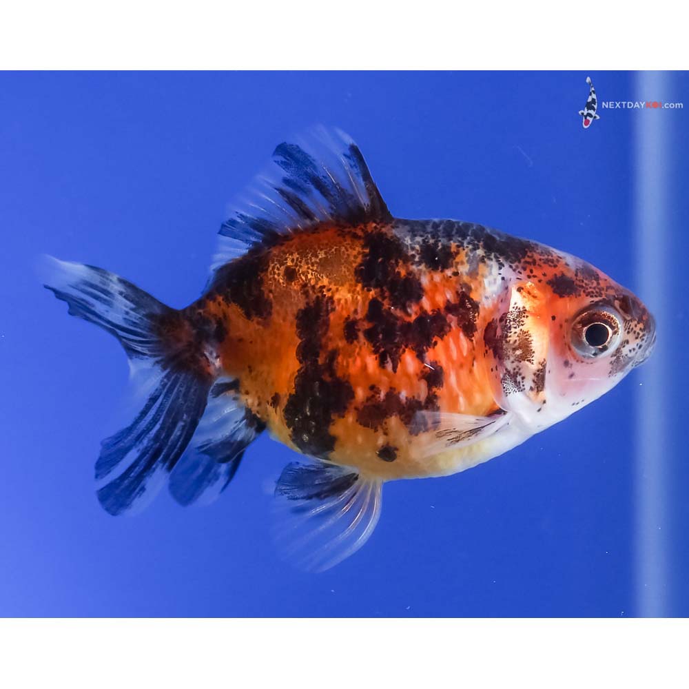 2.5” Imported Calico Pearlscale