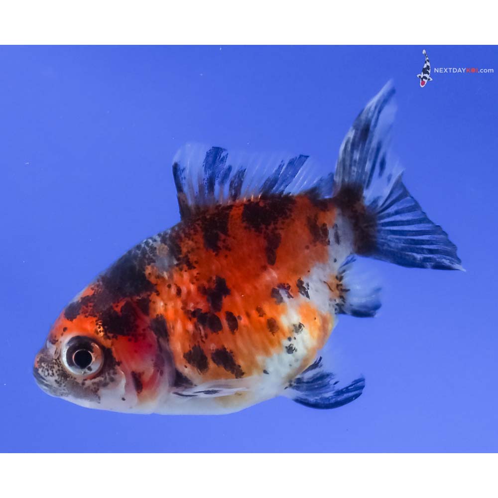 2.5” Imported Calico Pearlscale