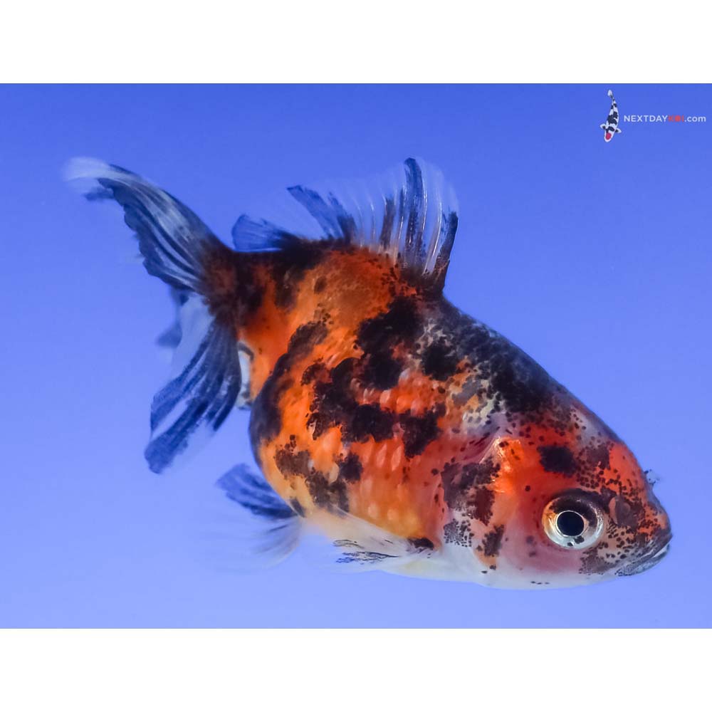 2.5” Imported Calico Pearlscale