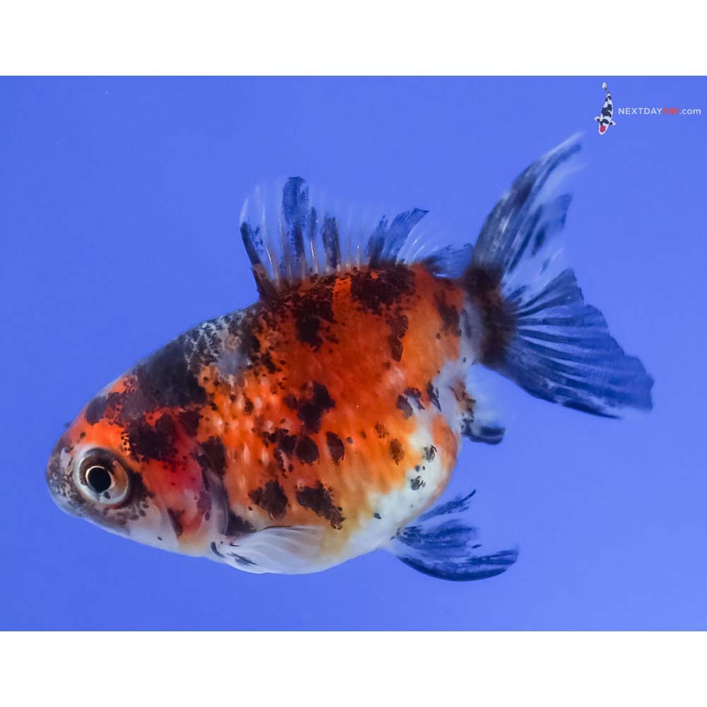 2.5” Imported Calico Pearlscale