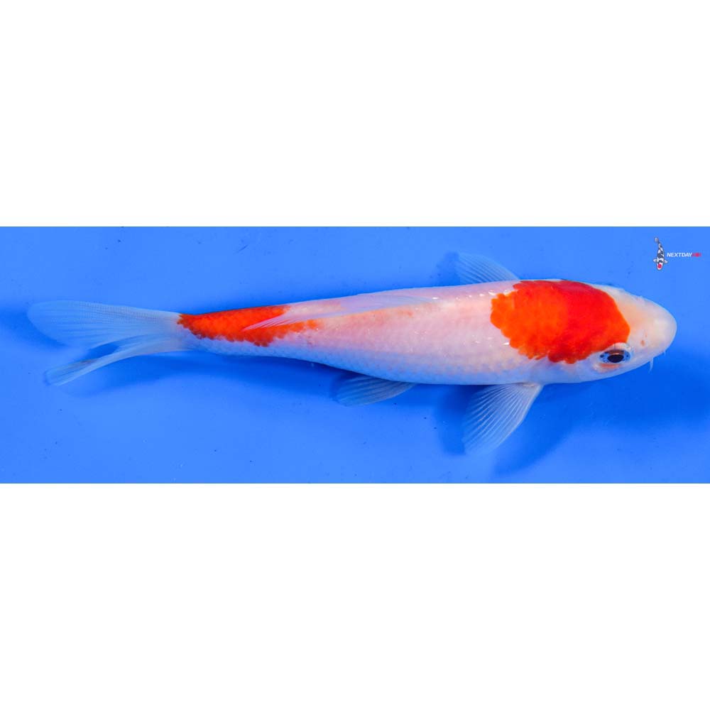 6” Imported Kohaku