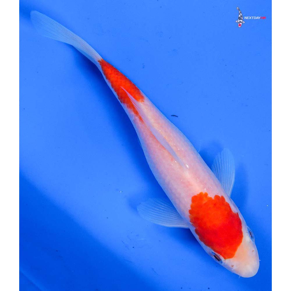 6” Imported Kohaku