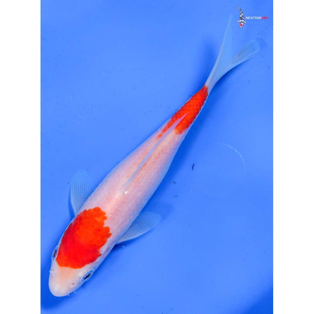 6” Imported Kohaku