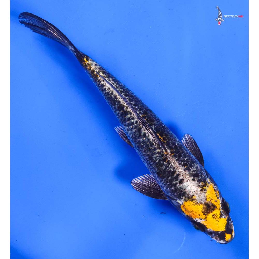 6.5” Imported Kujaku