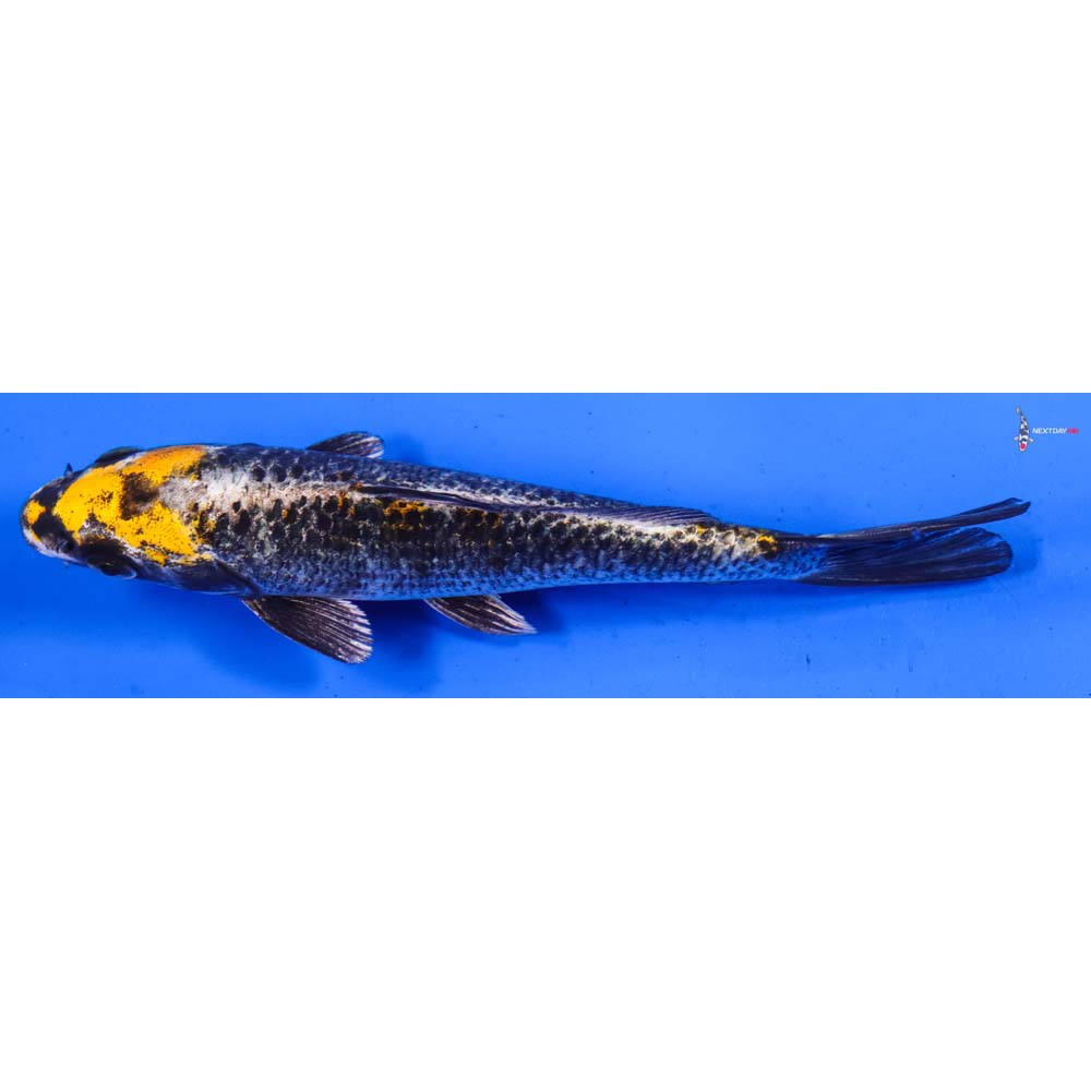 6.5” Imported Kujaku