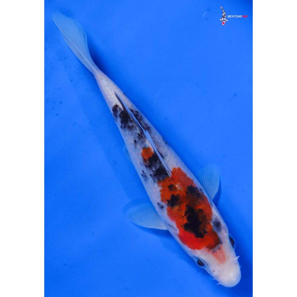 5.5” Imported Sanke