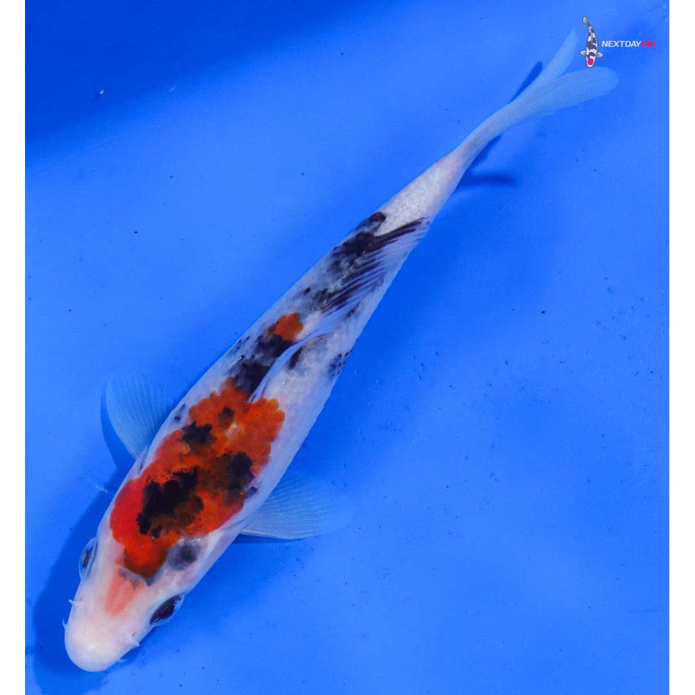 5.5” Imported Sanke