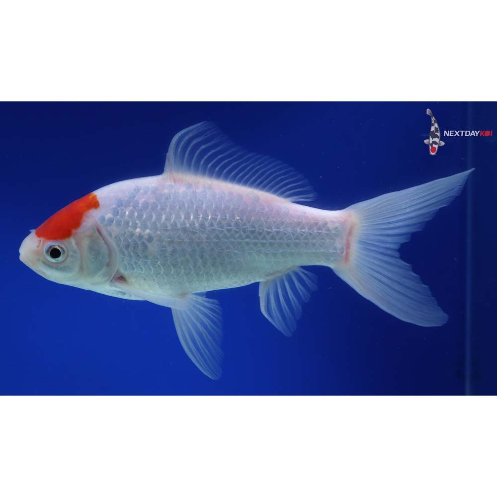 9” Imported Sarasa Comet