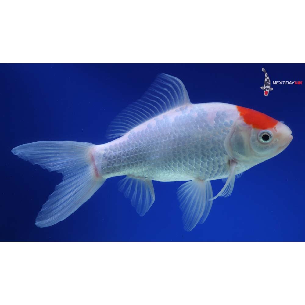 9” Imported Sarasa Comet