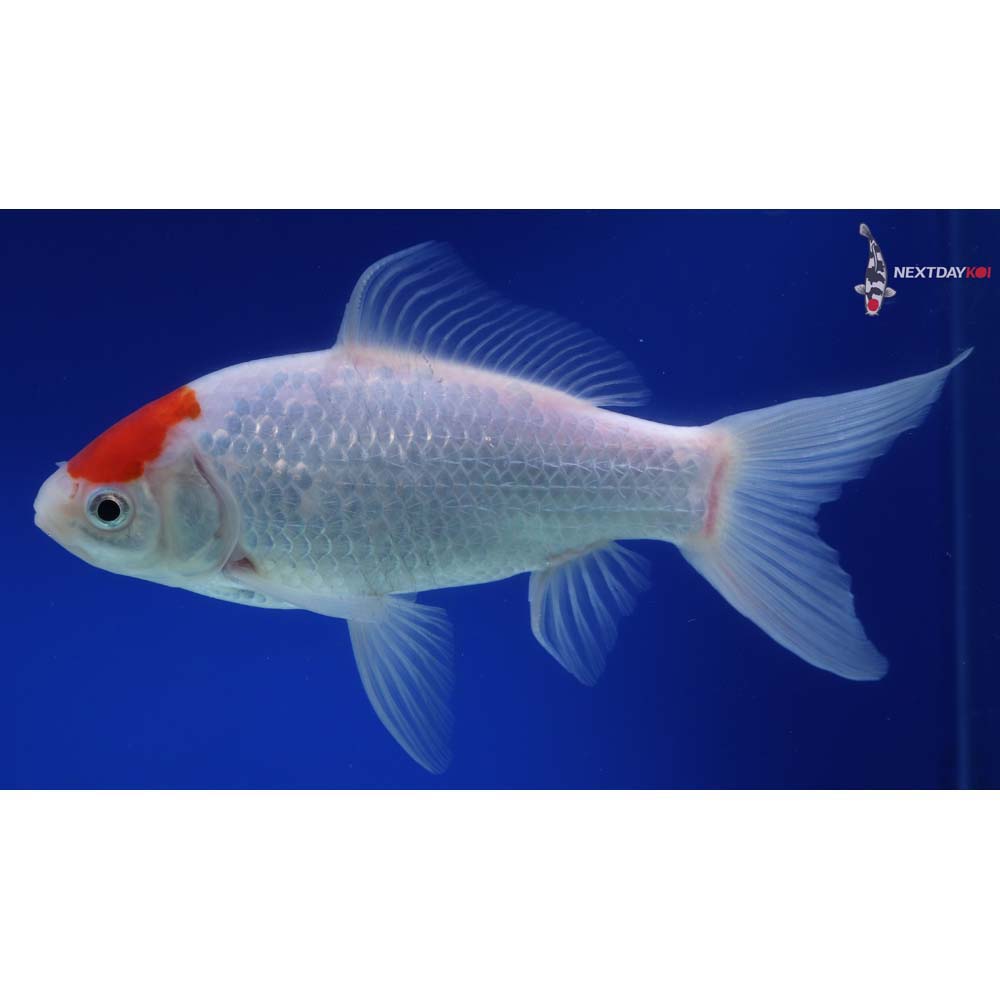 9” Imported Sarasa Comet