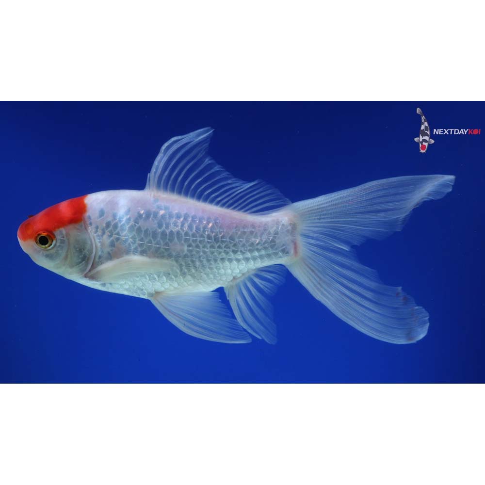 7.5” Imported Male Sarasa Comet