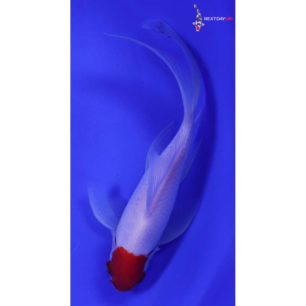 7.5” Imported Male Sarasa Comet