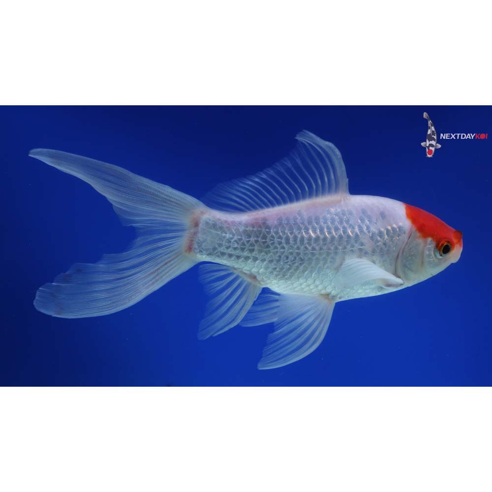 7.5” Imported Male Sarasa Comet