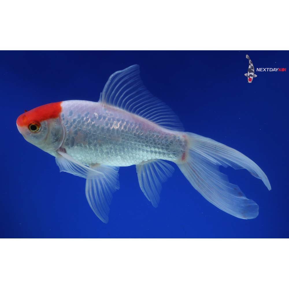7.5” Imported Male Sarasa Comet