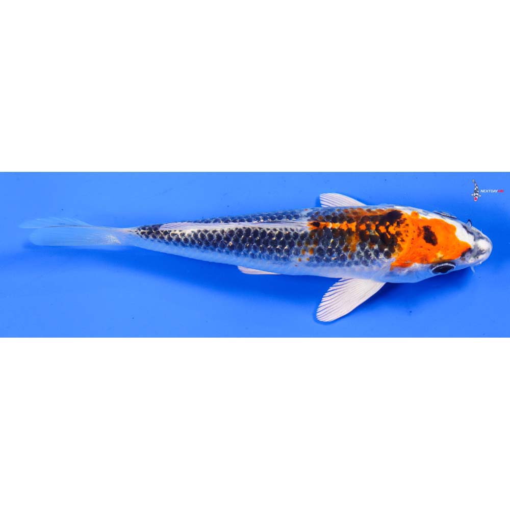 6” Imported Kujaku