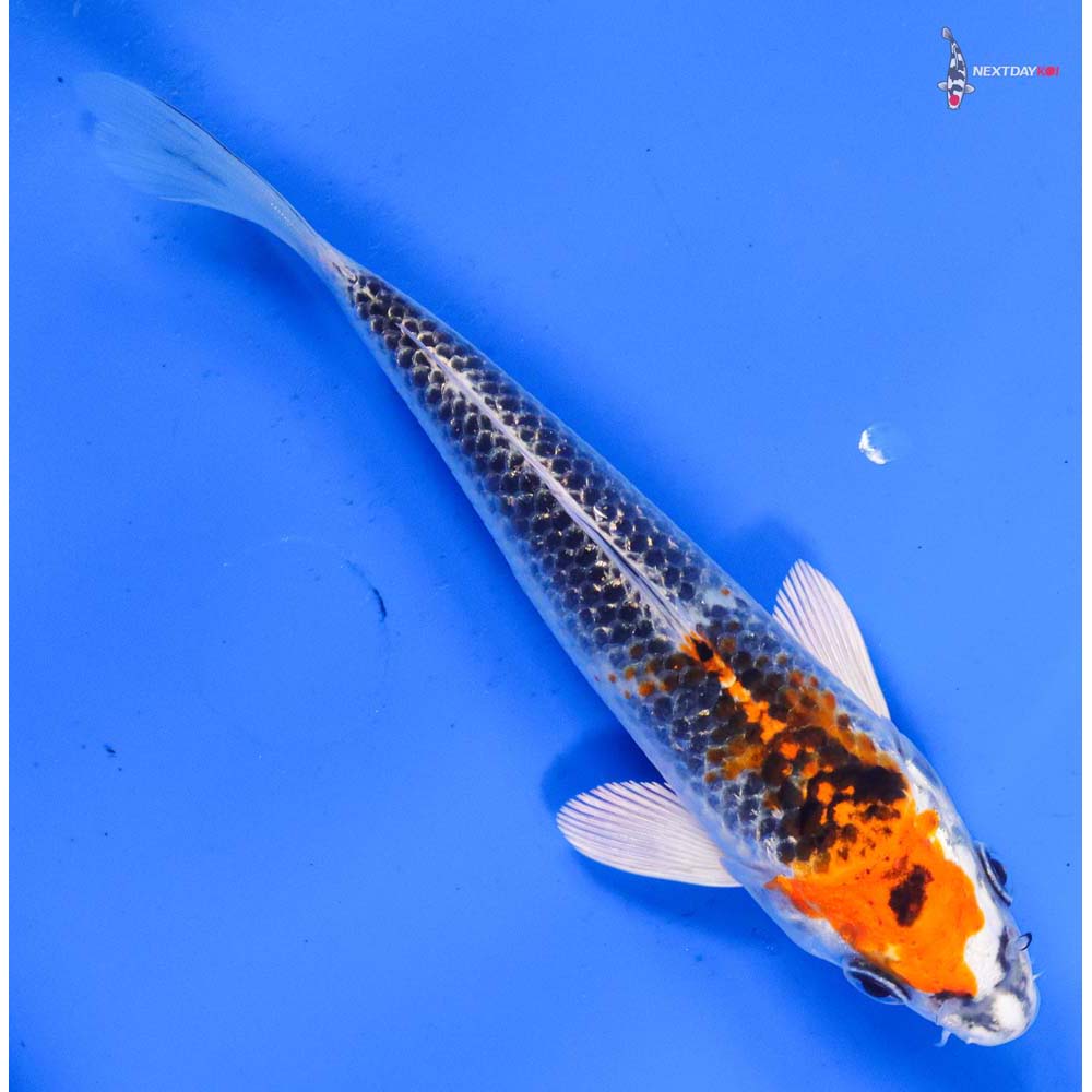 6” Imported Kujaku