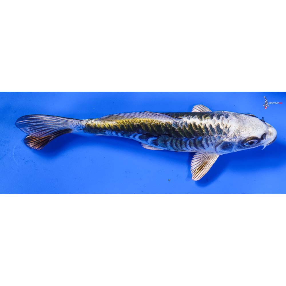 6” Imported Armor Scaled Kin Kikokuryu