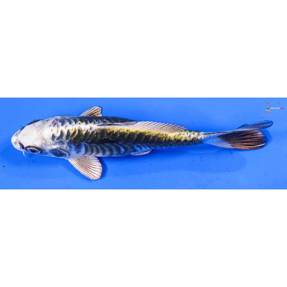 6” Imported Armor Scaled Kin Kikokuryu