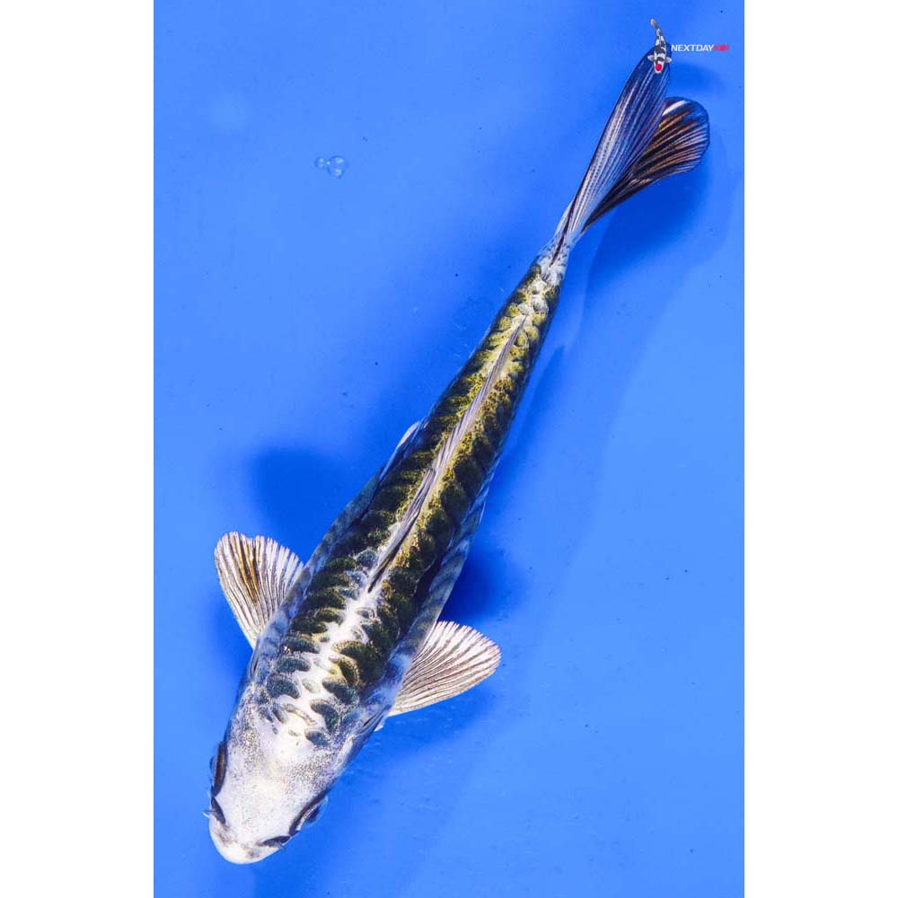 6” Imported Armor Scaled Kin Kikokuryu
