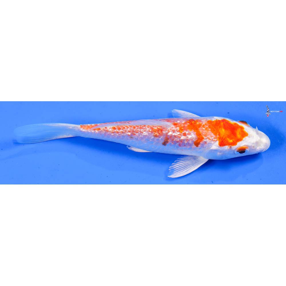 5.5” Imported Gin Rin Hariwake