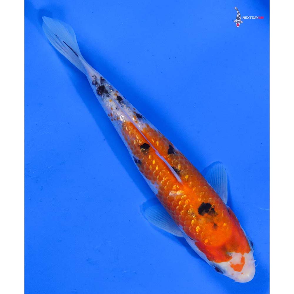 6.5” Imported Gin Rin Sanke