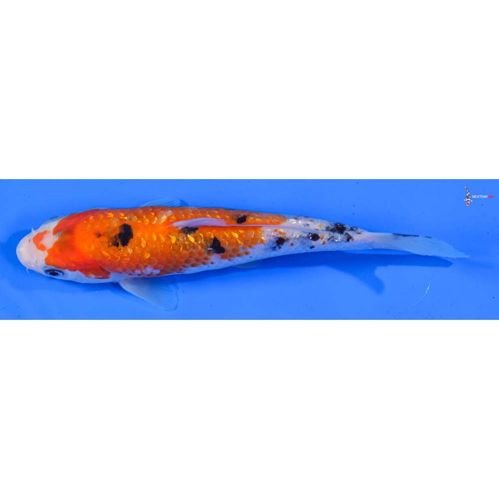 6.5” Imported Gin Rin Sanke