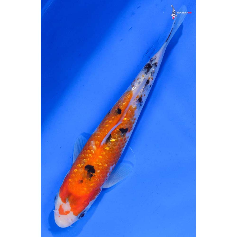 6.5” Imported Gin Rin Sanke